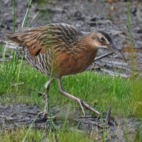 King Rail
